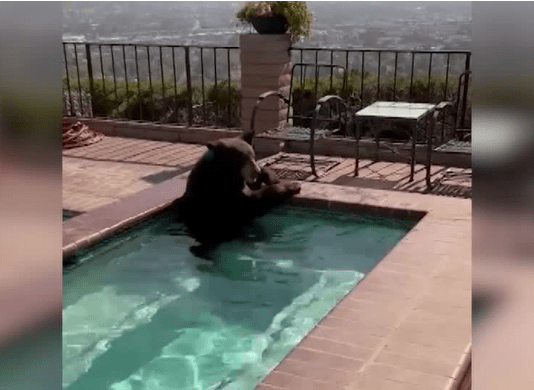 black-bear-in-hot-tub-california