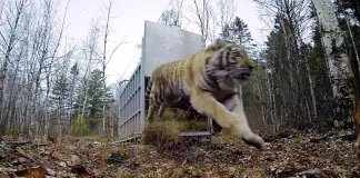 Saber Tooth Tiger Go Pro Footage