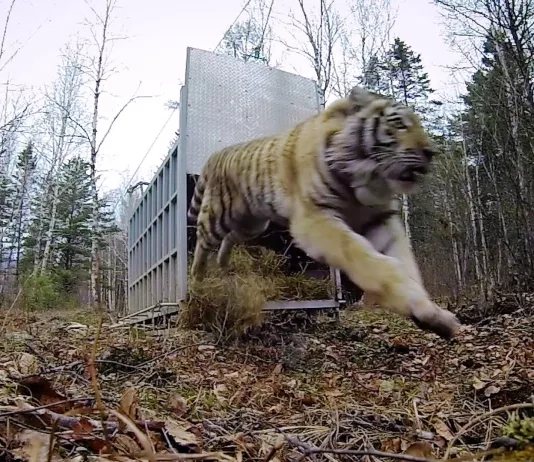 Saber Tooth Tiger Go Pro Footage