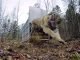 Saber Tooth Tiger Go Pro Footage